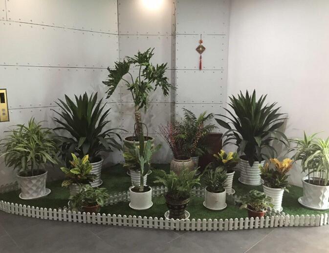 无锡绿植租赁价格